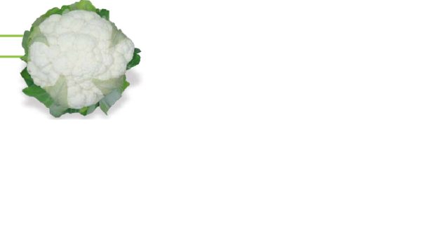 KARDELEN F1 KARDELEN F1