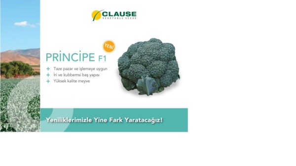 PRİNCİPE F1 PRİNCİPE F1