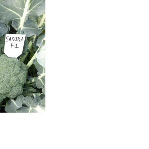 SAKURA2